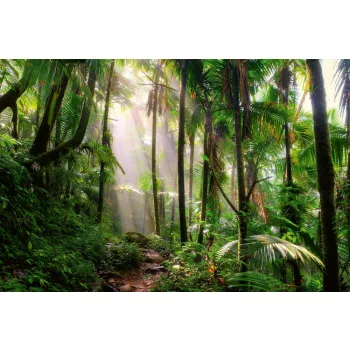   BEAUTIFUL JUNGLE PATH fotótapéta, poszter, vlies alapanyag, 375x250 cm