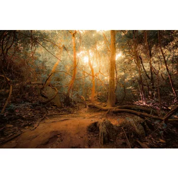 Vlies Fotótapéta - Mysterious jungle - 375x250 cm