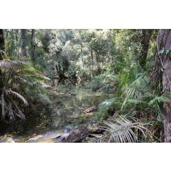 Vlies Fotótapéta - Swamp in tropical forest - 375x250 cm