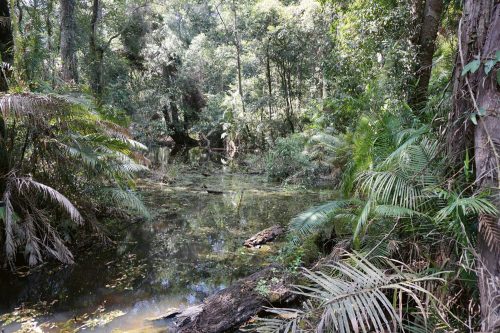 Vlies Fotótapéta - Swamp in tropical forest - 375x250 cm