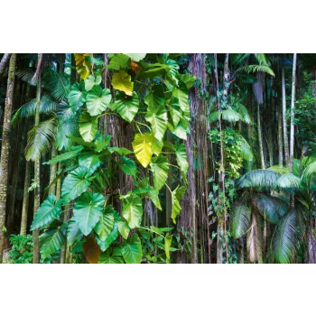 Vlies Fotótapéta - Leaves in tropical jungle - 375x250 cm