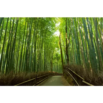 Vlies Fotótapéta - Bamboo grove - 375x250 cm