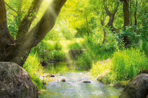 Vlies Fotótapéta - Stream in tropical forest - 375x250 cm