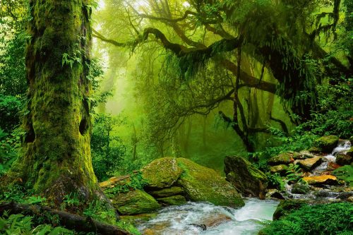 Vlies Fotótapéta - Nepal jungle stream - 375x250 cm