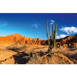 Vlies Fotótapéta - Cactus in red desert - 375x250 cm