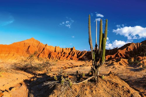 Vlies Fotótapéta - Cactus in red desert - 375x250 cm