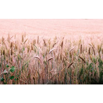  WHEAT FIELD fotótapéta, poszter, vlies alapanyag, 375x250 cm