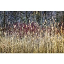 Vlies Fotótapéta - Winter reeds - 375x250 cm