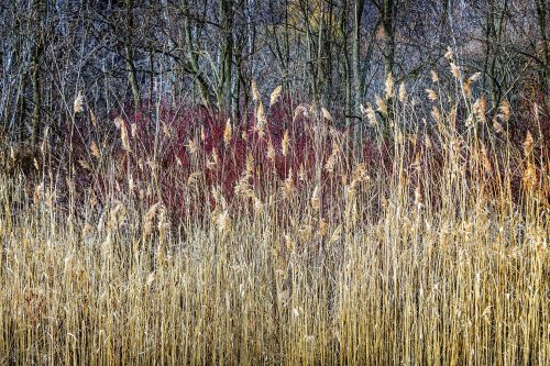 Vlies Fotótapéta - Winter reeds - 375x250 cm