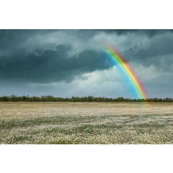   Vlies Fotótapéta - Rainbow over chamomile field - 375x250 cm