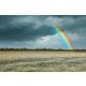 Vlies Fotótapéta - Rainbow over chamomile field - 375x250 cm