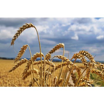 Vlies Fotótapéta - Gold wheat field - 375x250 cm