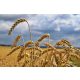 Vlies Fotótapéta - Gold wheat field - 375x250 cm