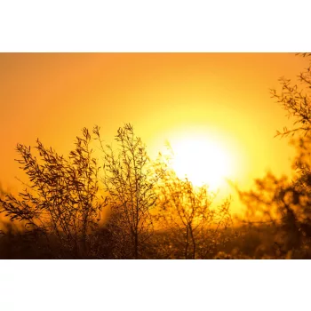 Vlies Fotótapéta - Tree in sunrise - 375x250 cm