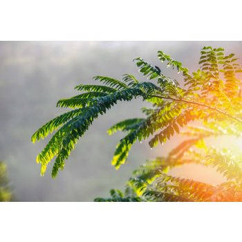 Vlies Fotótapéta - Sunrise in the morning - 375x250 cm