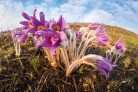 Vlies Fotótapéta - Spring pasqueflower - 375x250 cm