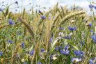 Vlies Fotótapéta - Cornflowers - 375x250 cm