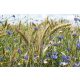 Vlies Fotótapéta - Cornflowers - 375x250 cm