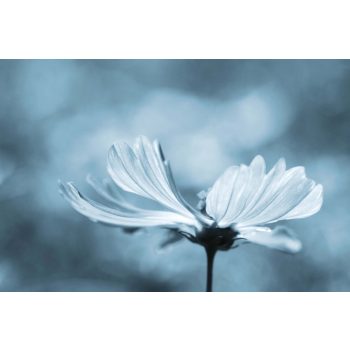 Vlies Fotótapéta - Corn poppy macro - 375x250 cm