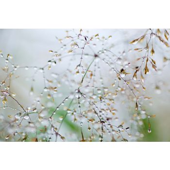 Vlies Fotótapéta - Branch with water drops - 375x250 cm