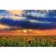 Vlies Fotótapéta - Sunflowers in sunset - 375x250 cm