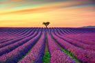 Vlies Fotótapéta - Blooming lavander field - 375x250 cm