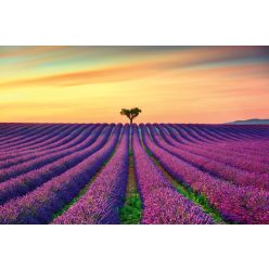 Vlies Fotótapéta - Blooming lavander field - 375x250 cm