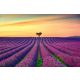 Vlies Fotótapéta - Blooming lavander field - 375x250 cm