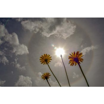   Vlies Fotótapéta - Halo effect behind dandelion flower - 375x250 cm