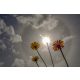 Vlies Fotótapéta - Halo effect behind dandelion flower - 375x250 cm