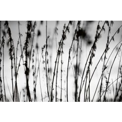 Vlies Fotótapéta - Black and white grass - 375x250 cm