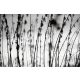 Vlies Fotótapéta - Black and white grass - 375x250 cm