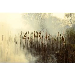 Vlies Fotótapéta - Reed in fog - 375x250 cm