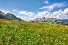 Vlies Fotótapéta - Spring blooming meadow - 375x250 cm