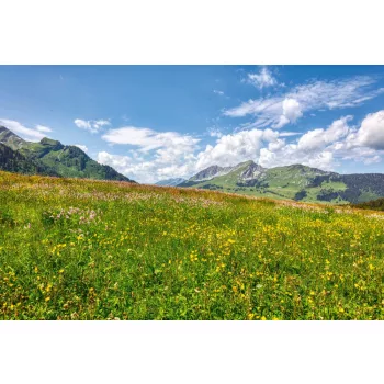 Vlies Fotótapéta - Spring blooming meadow - 375x250 cm