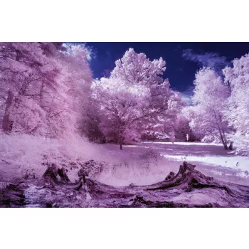 Vlies Fotótapéta - Infrared forest  - 375x250 cm