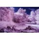 Vlies Fotótapéta - Infrared forest  - 375x250 cm