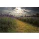 Vlies Fotótapéta - Lavender field at sunset  - 375x250 cm