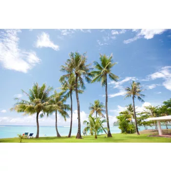 Vlies Fotótapéta - Palm trees on beach - 375x250 cm