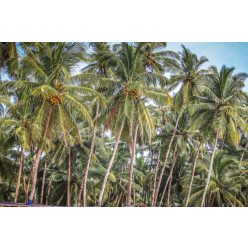 Vlies Fotótapéta - Palm tree with coconut - 375x250 cm