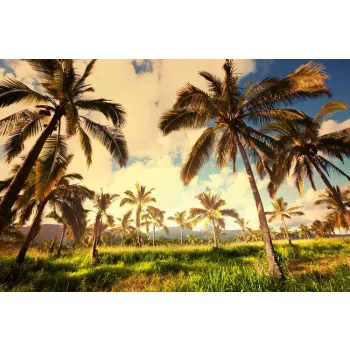 Vlies Fotótapéta - Palm plantation - 375x250 cm