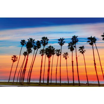   PALM TREE ROWS fotótapéta, poszter, vlies alapanyag, 375x250 cm