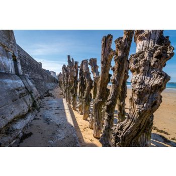 Vlies Fotótapéta - Beautifil trunks - 375x250 cm