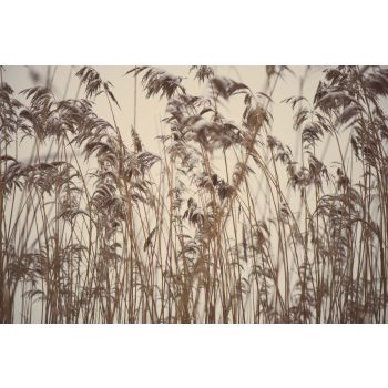 Vlies Fotótapéta - Frozen grass - 375x250 cm