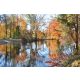 Vlies Fotótapéta - Autumn foliage - 375x250 cm