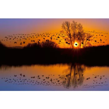Vlies Fotótapéta - Flock of canadian geese - 375x250 cm