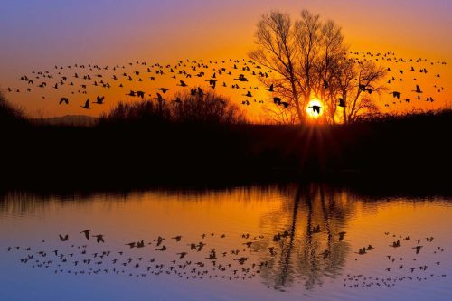 Vlies Fotótapéta - Flock of canadian geese - 375x250 cm