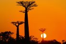 Vlies Fotótapéta - Avenue of baobab at sunset - 375x250 cm