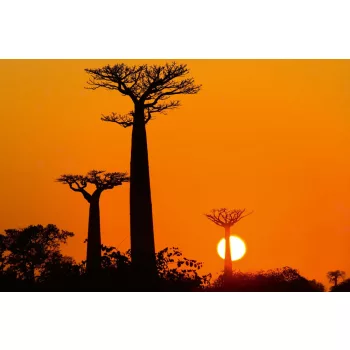 Afrikai