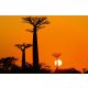 Vlies Fotótapéta - Avenue of baobab at sunset - 375x250 cm